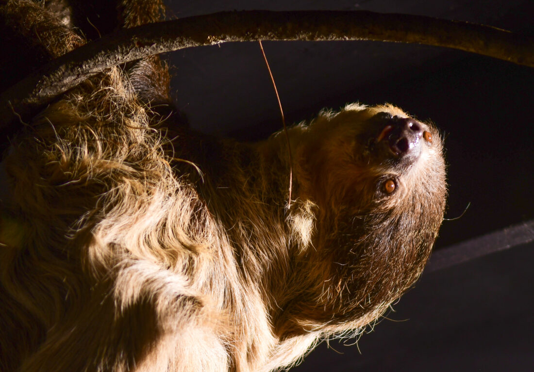 Sloth visits Reptiland as oneday attraction News, Sports, Jobs